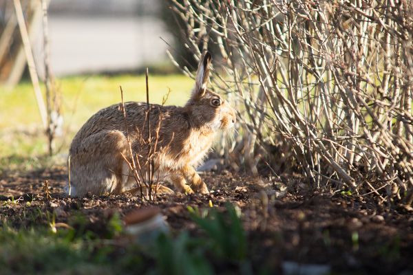 Ruudolf the rabbit