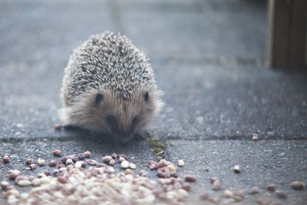 Hedgehog