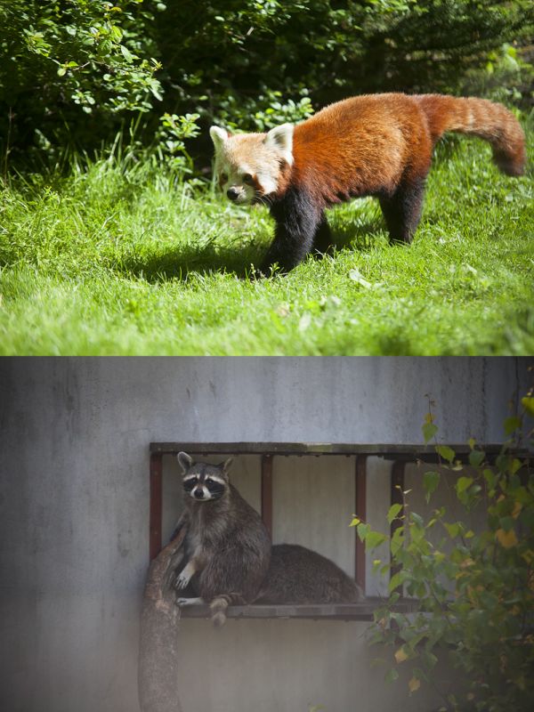 Red panda & Trash panda