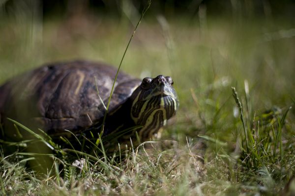 Eetu the turtle